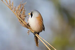 Panurus: Bearded Reedling (Panurus biarmicus), Bearded Tit male cling