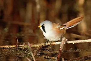 Mecklenburg: Bearded reedling (Panurus biarmicus), adult male