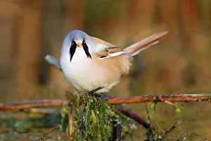 Mecklenburg: Bearded reedling (Panurus biarmicus), adult male