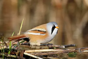 Mecklenburg: Bearded reedling (Panurus biarmicus), adult male