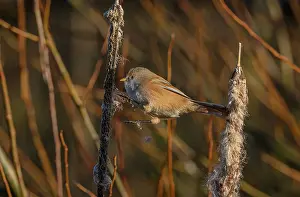 Reeds: Bearded Reedling, Panurus biarmicus, feeding on