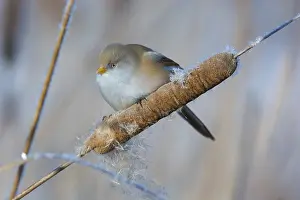 Culture: Bearded Reedling (Panurus biarmicus) female feeding on cattail seed