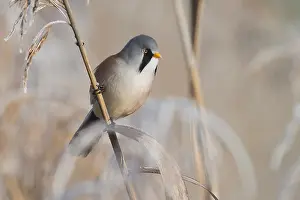Panurus: Bearded reedling (Panurus biarmicus) male foragi