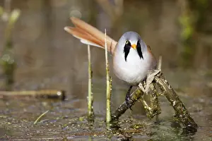 Reeds: Bearded Reedling (Panurus biarmicus) male foraging in reedbed