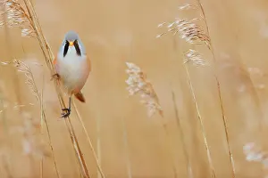 Beds: Bearded reedling (Panurus biarmicus) in a reedbed