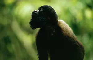 Saki: BEARDED SAKI MONKEY - looking up