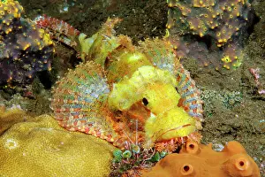 Scorpaena: Bearded scorpionfish (Scorpaena barbatus) camouflages