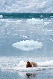 Erignathus: Bearded Seal