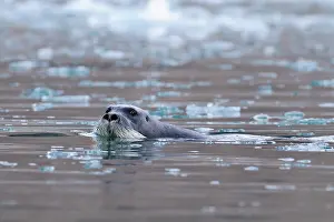 Erignathus: Bearded Seal