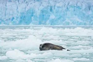 Seals: Bearded Seal