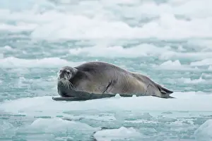 Seals: Bearded Seal