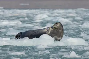 Pinnipeds: Bearded Seal