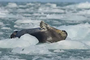 Pinnipeds: Bearded Seal