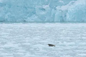 Pinnipeds: Bearded Seal