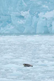Pinnipeds: Bearded Seal