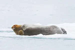 Pinnipeds: Bearded Seal 59