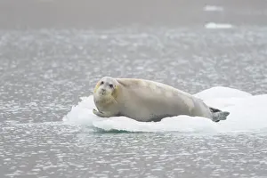 Pinnipeds: Bearded Seal 68