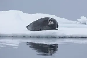 Barbatus: Bearded Seal - adult seal resting on ice - Spetsbergen
