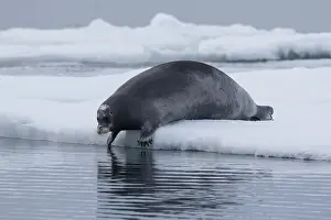 Barbatus: Bearded Seal - adult seal resting on ice - Spetsbergen