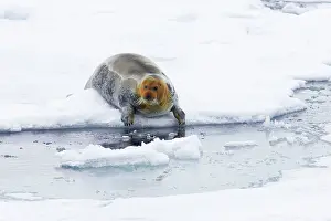 Erignathus: Bearded Seal - entering sea from sea ice haul out