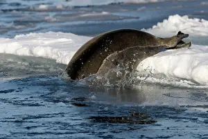 Erignathus: Bearded Seal - entering water