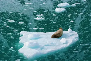 Barbatus: Bearded Seal (Eriganthus barbatus) on floating ice