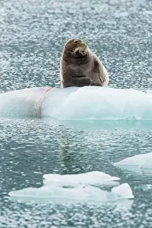 Pack: Bearded seal (Erignathus barbatus) on pack ice