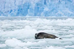 Floe: Bearded seal (Erignathus barbatus) resting on ice