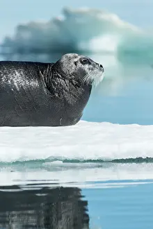 Floe: Bearded Seal (Erignathus barbatus) resting in summer