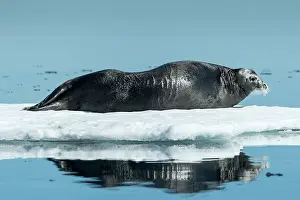 Peace: Bearded Seal (Erignathus barbatus) resting in summer