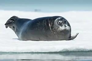 Peace: Bearded Seal (Erignathus barbatus) resting in summer