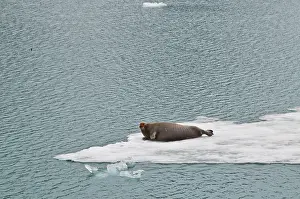 Erignathus: Bearded Seal - Hauled out on sea ice