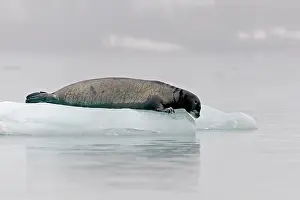 Erignathus: Bearded Seal - on ice