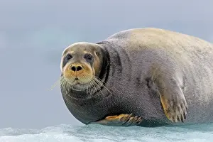 Erignathus: Bearded Seal - on ice