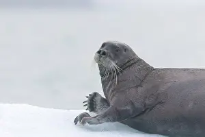 Erignathus: Bearded Seal - on ice
