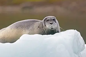Erignathus: Bearded Seal - on ice