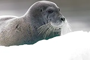 Erignathus: Bearded Seal - on ice