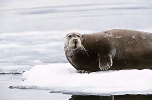 Seals: BEARDED SEAL - ON ICE