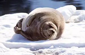Seals: BEARDED SEAL - LYING ON ICE