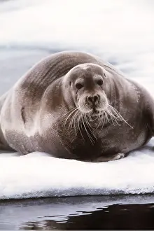 Seals: BEARDED SEAL - LYING ON ICE
