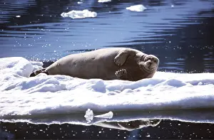 Seals: BEARDED SEAL - lying on ice