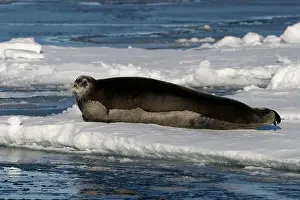 Erignathus: Bearded Seal - resting on ice