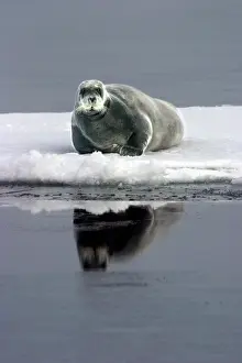 Erignathus: Bearded Seal - resting on ice