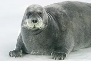 Erignathus: Bearded Seal - resting on ice