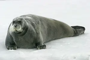 Erignathus: Bearded Seal - resting on ice