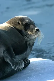 Erignathus: Bearded Seal - resting on ice