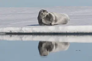 Erignathus: Bearded Seal - seal resting on an ice floe - Norway