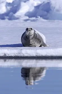 Square: Bearded seal, square flipper seal (Erignathus barbatus)