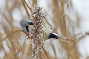 Panurus: Bearded Tit