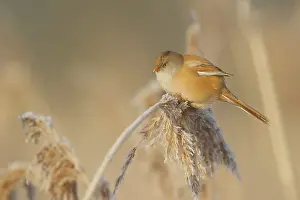 Panurus: Bearded Tit